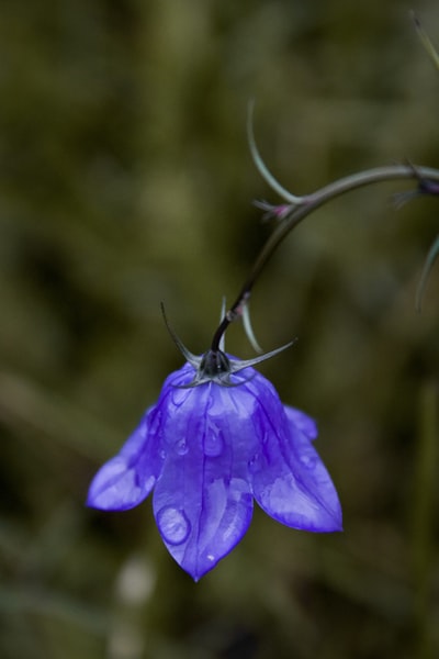 Blue petals
